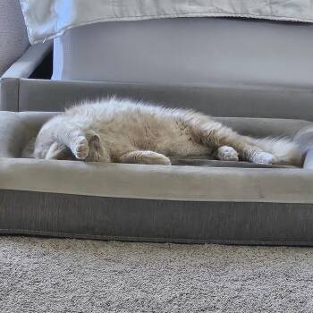Gouda -  Domestic Medium Hair Cat for Adoption in Silver Spring, Maryland - Gouda | PetCurious
