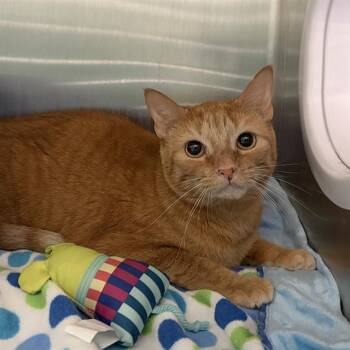 Domestic Short Hair Cats Available for Adoption in Barnstable, Massachusetts - BUTTERSCOTCH | PetCurious