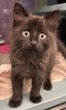SOMBRE -  Domestic Medium Hair Cat for Adoption in Santa Cruz, California - SOMBRE | PetCurious