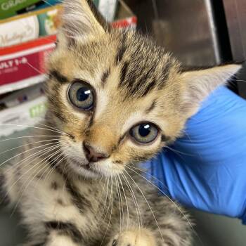 71687 -  Domestic Short Hair Cat for Adoption in Harrisonburg, Virginia - 71687 | PetCurious