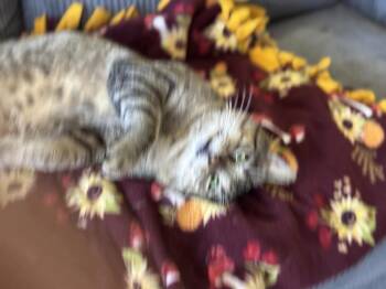 Domestic Short Hair Cats Available for Adoption - Gordo | PetCurious