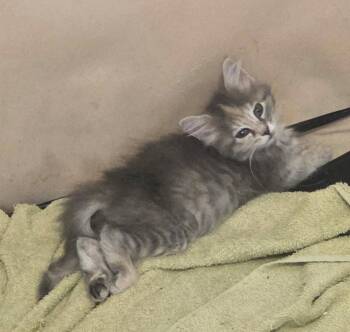 Domestic Long Hair Cats Available for Adoption in Camden, South Carolina - Blue Moon Over Brooklyn (available For Pre-adopt) | PetCurious