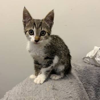 Faline -  Domestic Short Hair Cat for Adoption in Mastic, New York - Faline | PetCurious