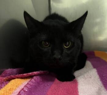 Rescue Domestic Short Hair Cats for Adoption in Killeen, Texas - MAX | PetCurious