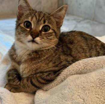 Yelda -  Domestic Short Hair Cat for Adoption in Richmond, Virginia - Yelda | PetCurious