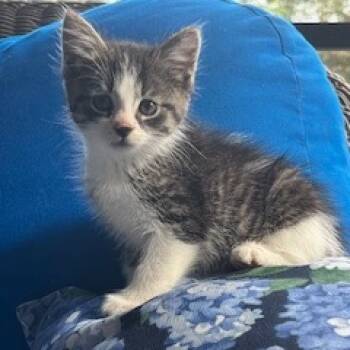 Rescue Domestic Short Hair Cats for Adoption in Granville, Ohio - Cider | PetCurious