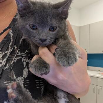 Mouse -  Domestic Short Hair Cat Available for Adoption in Winston-salem, North Carolina - Mouse | PetCurious