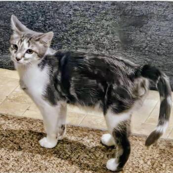 Rescue Tabby Cats for Adoption in Delhi, Ontario - EVON | PetCurious