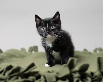 VERONICA -  Domestic Short Hair Cat Available for Adoption in Ames, Iowa - VERONICA | PetCurious