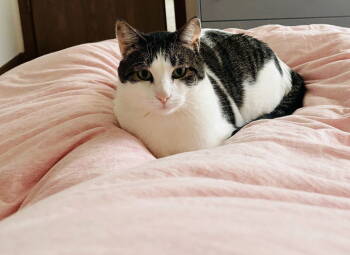 Rescue Tabby and Domestic Short Hair Cats for Adoption - Buddy Boy | PetCurious