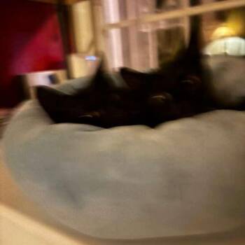 Vesper -  Domestic Short Hair Cat for Adoption in Sunrise, Florida - Vesper | PetCurious