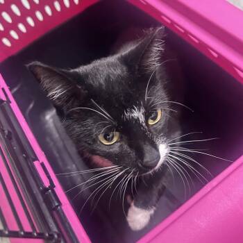 Ava -  Domestic Short Hair Cat for Adoption in Philadelphia, Pennsylvania - Ava | PetCurious