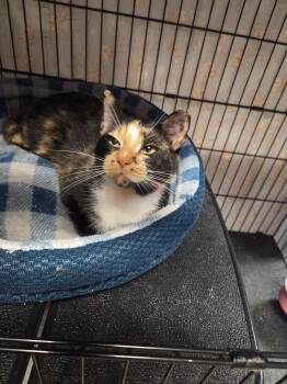 Domestic Short Hair Cats Available for Adoption in Hamburg, New York - Melanie | PetCurious
