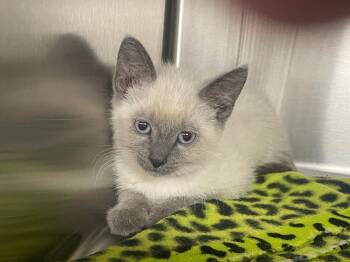 Siamese Cats Available for Adoption in Pasco, Washington - Lucy | PetCurious