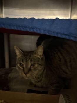Ginger -  Domestic Short Hair Cat for Adoption in Cincinnati, Ohio - Ginger | PetCurious