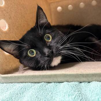 Bento -  Domestic Short Hair Cat for Adoption in Reno, Nevada - Bento | PetCurious