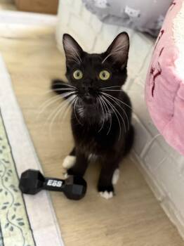Socks -  Domestic Short Hair Cat for Adoption in Fort Worth, Texas - Socks | PetCurious