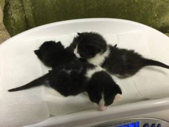 Domestic Short Hair Cats Available for Adoption in Riverside, California - A1913507 | PetCurious