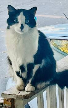 Oreo -  Domestic Medium Hair Cat for Adoption in Fruit Heights, Utah - Oreo | PetCurious