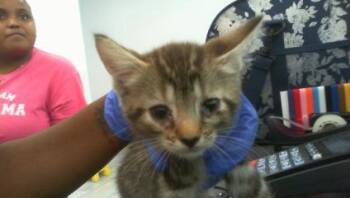A1271114 -  Domestic Short Hair Cat for Adoption in Charlotte, North Carolina - A1271114 | PetCurious