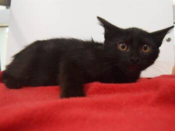 Rescue Domestic Medium Hair Cats for Adoption in Sacramento, California - SASSAFRAS | PetCurious