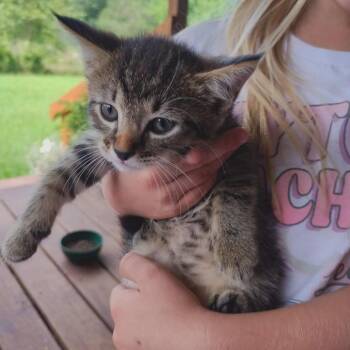 Sally -  Domestic Short Hair Cat for Adoption in Wadena, Minnesota - Sally | PetCurious
