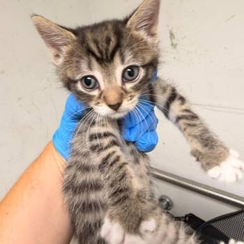 Dime -  Domestic Short Hair Cat for Adoption in Philadelphia, Pennsylvania - Dime | PetCurious