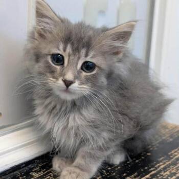 Fallon Henley -  Domestic Long Hair Cat for Adoption in Madison, Wisconsin - Fallon Henley | PetCurious