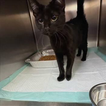 Monkey -  Domestic Short Hair Cat for Adoption in Fort Worth, Texas - Monkey | PetCurious