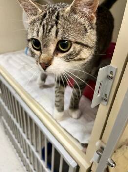 Mr. Blumingdale -  Domestic Short Hair Cat for Adoption in Winnipeg, Manitoba - Mr. Blumingdale | PetCurious