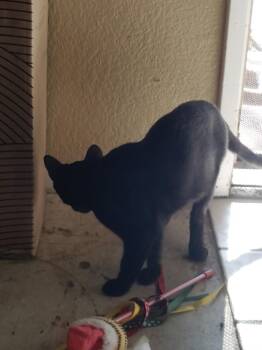 Shadow -  Domestic Short Hair Cat for Adoption in San Jacinto, California - Shadow | PetCurious