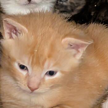 snickerdoodles -  American Shorthair Cat for Adoption in Bel Air, Maryland - Snickerdoodles | PetCurious