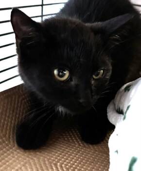 NICKI -  Domestic Short Hair Cat for Adoption in Dedham, Massachusetts - NICKI | PetCurious