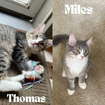 Rescue Domestic Medium Hair Cats for Adoption in Minneapolis, Minnesota - Miles / Thomas | PetCurious