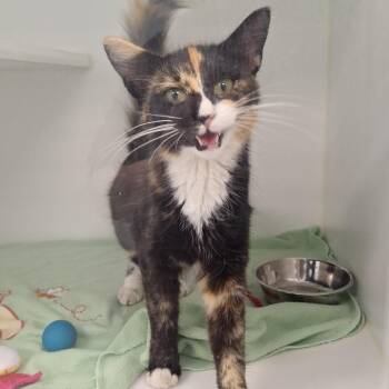 Equinox -  Domestic Short Hair Cat for Adoption in Clavet, Saskatchewan - Equinox | PetCurious