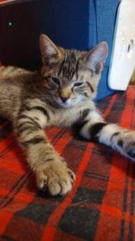 Rescue Domestic Short Hair Cats for Adoption in Williamsport, Pennsylvania - Dominick | PetCurious