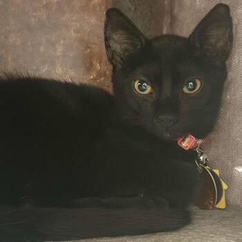 H213025 -  Domestic Short Hair Cat for Adoption in Port Washington, New York - H213025 | PetCurious
