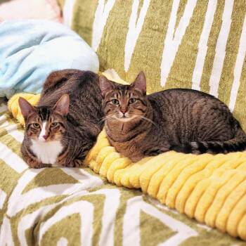 Tilly and Clover -  Domestic Short Hair Cat for Adoption in Seattle, Washington - Tilly And Clover | PetCurious