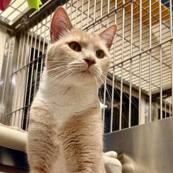 Buri -  Domestic Short Hair Cat for Adoption in Riverside, California - Buri | PetCurious
