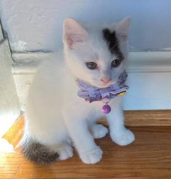Domestic Short Hair Cats Available for Adoption - FRANCESA | PetCurious