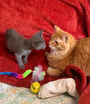 Pandy -  Domestic Short Hair Cat for Adoption in Fort Worth, Texas - Pandy | PetCurious