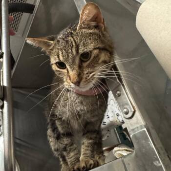 Renaissance -  Domestic Short Hair Cat for Adoption in Edwardsville, Illinois - Renaissance | PetCurious
