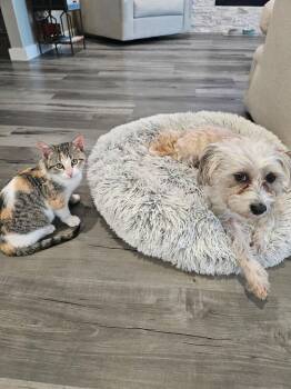 Calico and Tabby Cats Available for Adoption - Nova | PetCurious