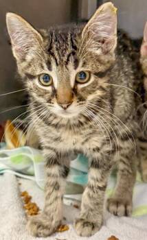 Samuel -  Domestic Short Hair Cat for Adoption in Verona, Wisconsin - Samuel | PetCurious
