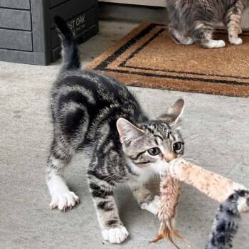 Macon -  Domestic Short Hair Cat for Adoption in Candler, North Carolina - Macon | PetCurious