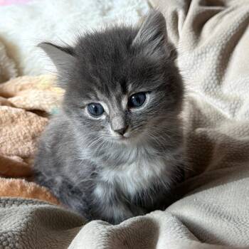 Rye -  Domestic Short Hair Cat for Adoption in Portland, Oregon - Rye | PetCurious