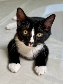 Rescue Domestic Short Hair and Tuxedo Cats for Adoption in Texarkana, Texas - Jethro | PetCurious