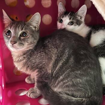 Sazzy -  Domestic Medium Hair Cat for Adoption in Brockton, Massachusetts - Sazzy | PetCurious