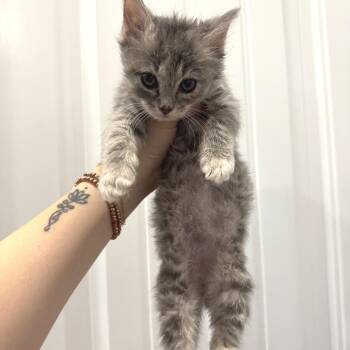 Raspberry -  Domestic Long Hair Cat for Adoption in Chattanooga, Tennessee - Raspberry | PetCurious