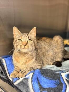 Eggy -  Domestic Short Hair Cat for Adoption in Bowling Green, Kentucky - Eggy | PetCurious